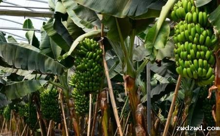 milan米兰体育app手机下载为国外种植园水果进口效率加速
